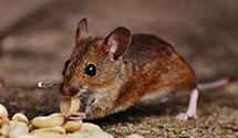 24 Hour & Emergency Exterminators in Rhodesdale, MD